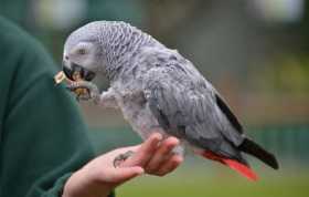 Lost African Grey