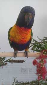 Lost Lory / Lorikeet