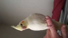 Lost Cockatiel