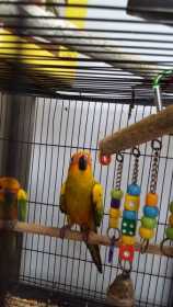 Lost Conure