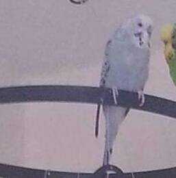 Lost Budgerigar