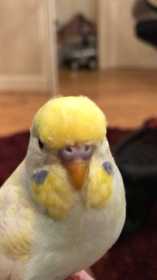 Lost Budgerigar