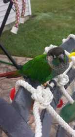 Lost Conure