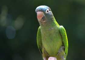 Lost Conure