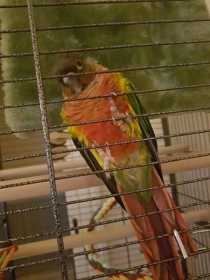 Lost Conure