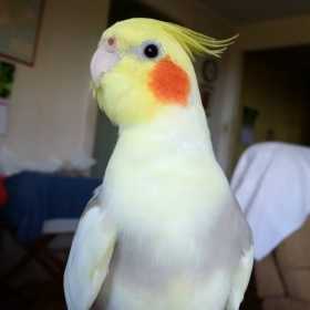 Lost Cockatiel