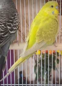 Lost Budgerigar