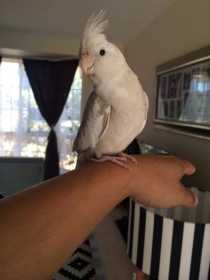 Lost Cockatiel