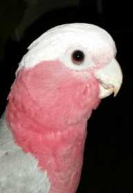 Lost Galah Cockatoo