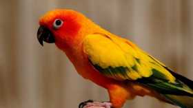 Lost Conure