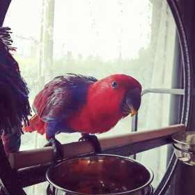 Lost Eclectus