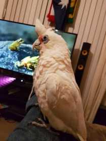 Lost Corella Cockatoo