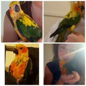 Lost Conure