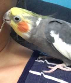 Lost Cockatiel