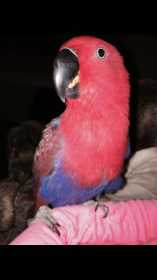 Lost Eclectus