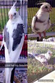 Lost Cockatiel