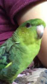 Lost Lineolated Parakeet