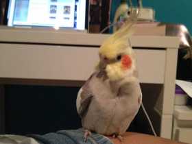 Lost Cockatiel