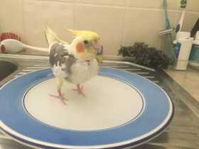 Lost Cockatiel