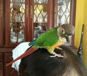 Lost Conure