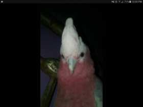 Lost Galah Cockatoo