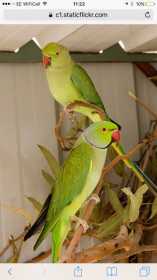 Lost Indian Ringneck Parakeet