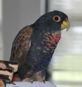 Lost Pionus