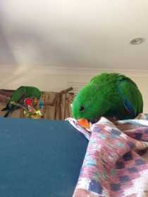 Lost Eclectus