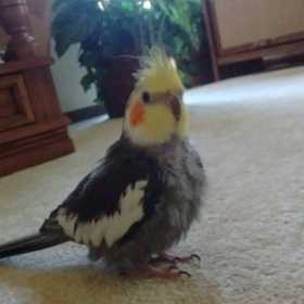 Lost Cockatiel