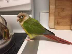 Lost Conure