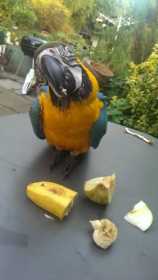 Lost Macaw