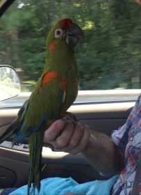 Lost Macaw