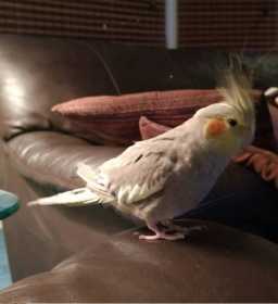 Lost Cockatiel