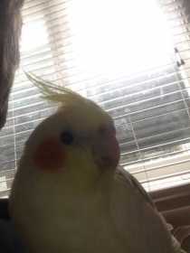 Lost Cockatiel