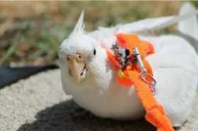 Lost Cockatiel