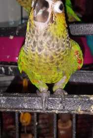 Lost Conure