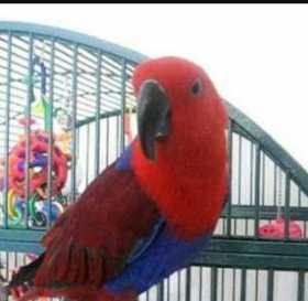 Lost Eclectus