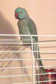 Lost Indian Ringneck Parakeet