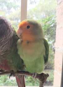 Lost Lovebird