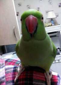 Lost Indian Ringneck Parakeet