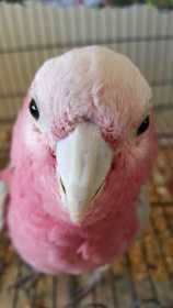 Lost Galah Cockatoo