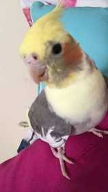 Lost Cockatiel