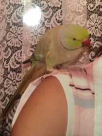 Lost Indian Ringneck Parakeet