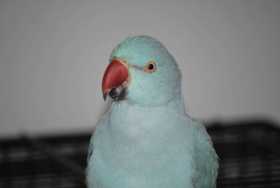 Lost Indian Ringneck Parakeet