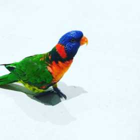 Lost Lory / Lorikeet