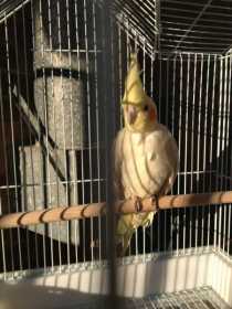 Lost Cockatiel