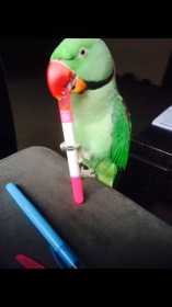 Lost Alexandrine