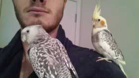 Lost Cockatiel