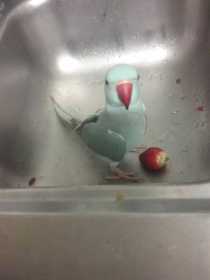 Lost Indian Ringneck Parakeet