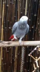 Lost African Grey